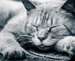 路上で爆睡する猫