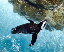 ペンギン
